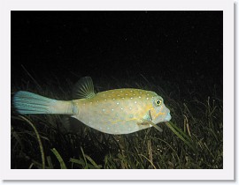 IMG_6905-crop * Boxfish * 2536 x 1902 * (525KB)